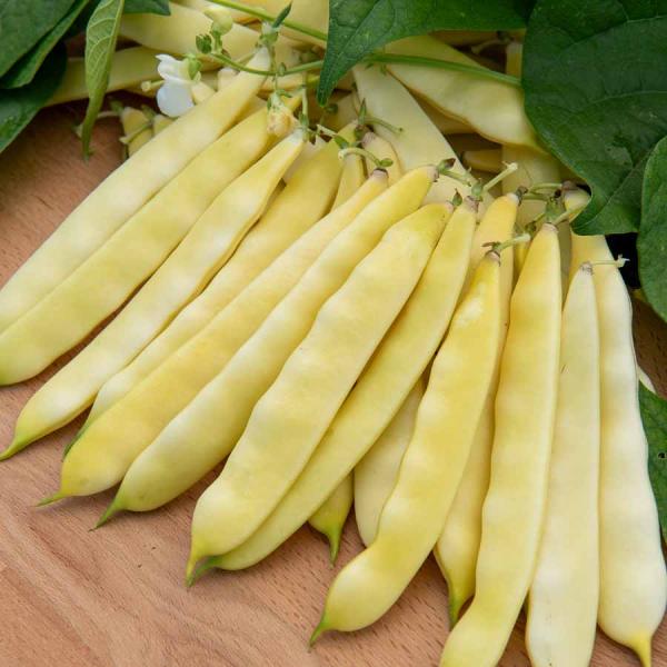 Légumes Secs - Haricot Nain Plat Beurre Serpedor - 10 m - face recto